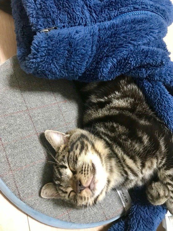 フリースを抱っこして寝るアメリカンショートヘア