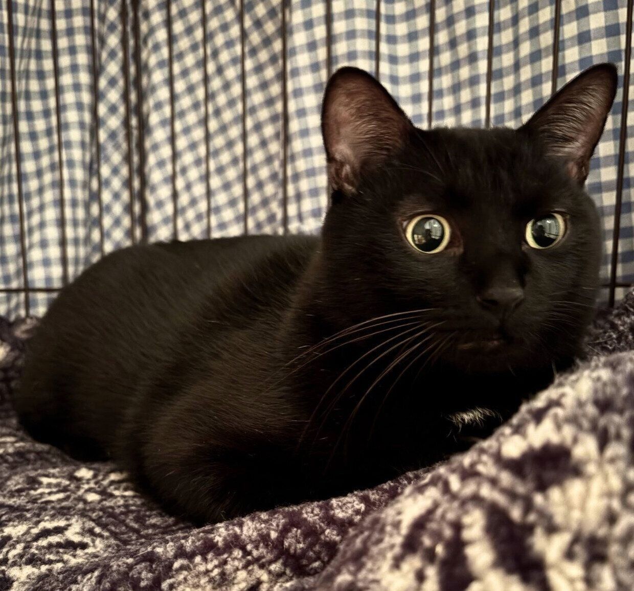 まったりするムーンくん。