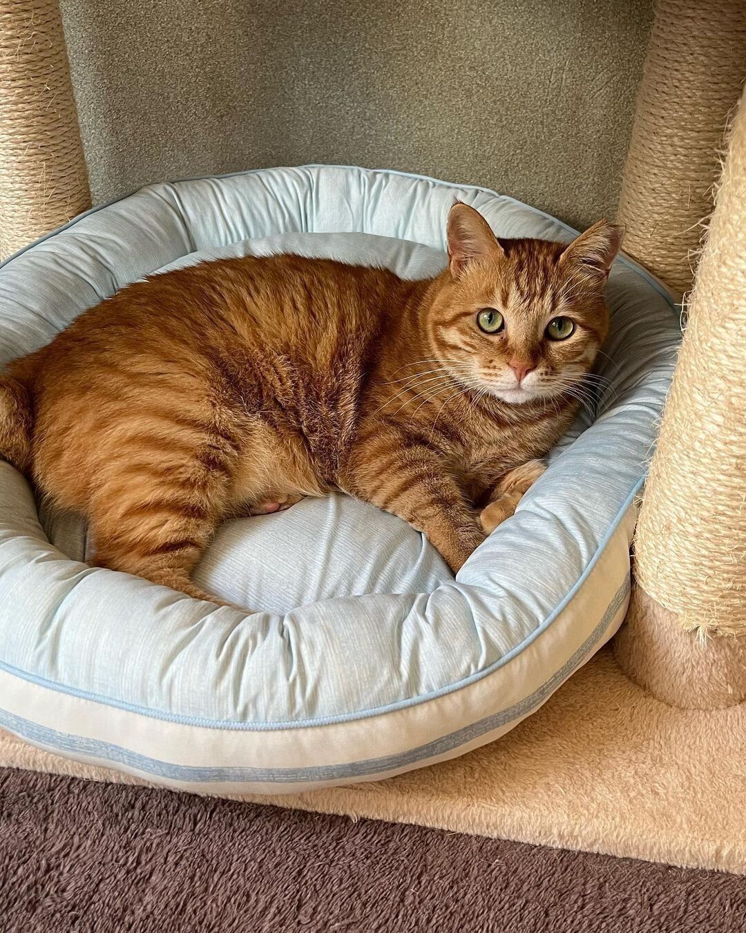 茶トラ猫のコムギちゃん