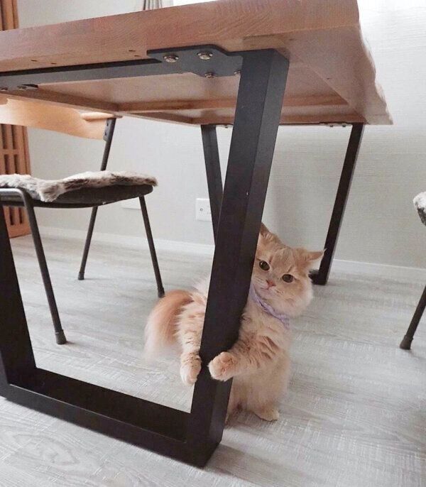 見つめるぽこくん