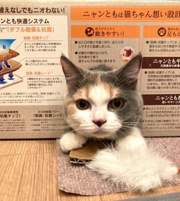 段ボールで遊ぶどらみちゃん