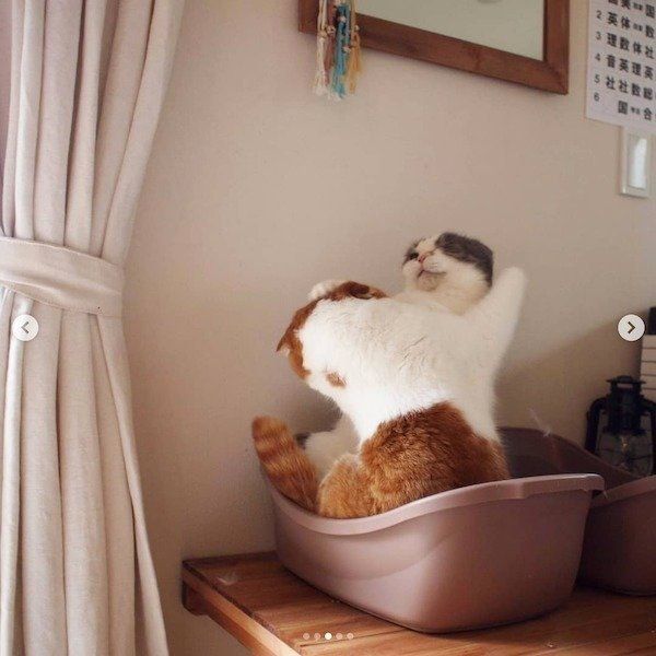 激しい揉み合いをするスコティッシュフォールド