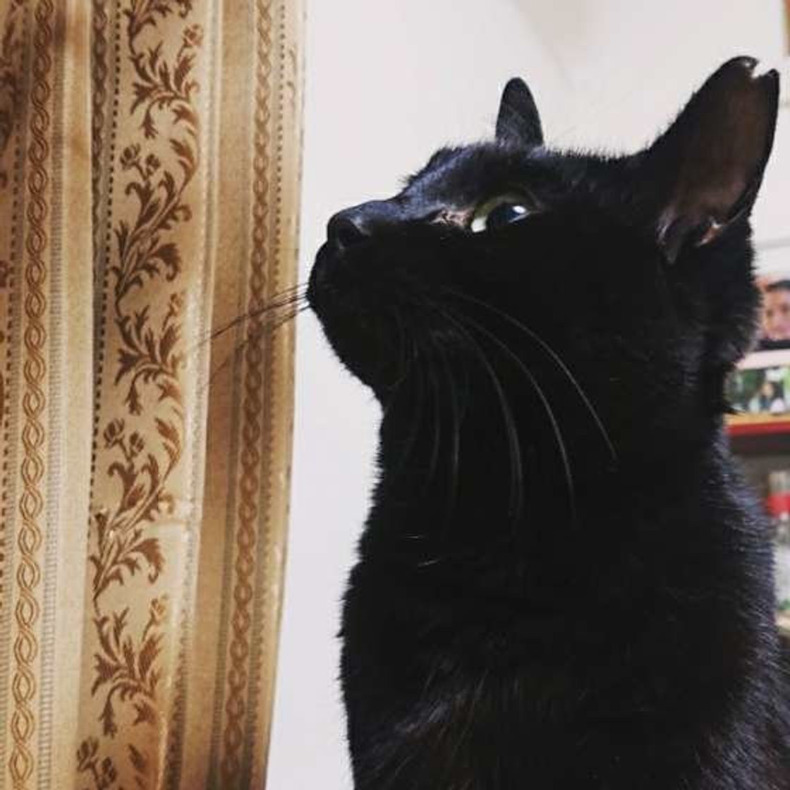 黒猫の歴史は古い 黒 白 グレー 単色猫の毛柄の特徴とは ねこのきもちweb Magazine 黒猫の歴史は古い 黒 白 グレー 単色猫の毛柄の特徴とは ねこのきもちweb Magazine