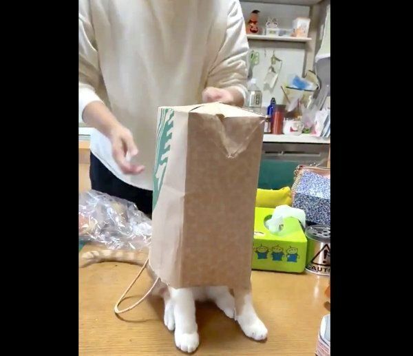 紙袋をかぶったちくわちゃん