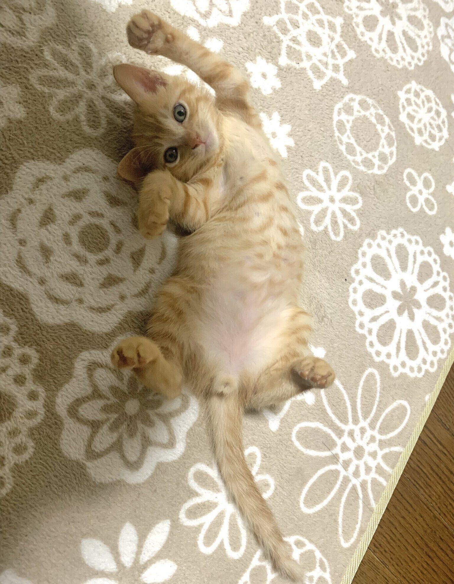 子猫時代のすずまるくん　小さくてかわいらしい