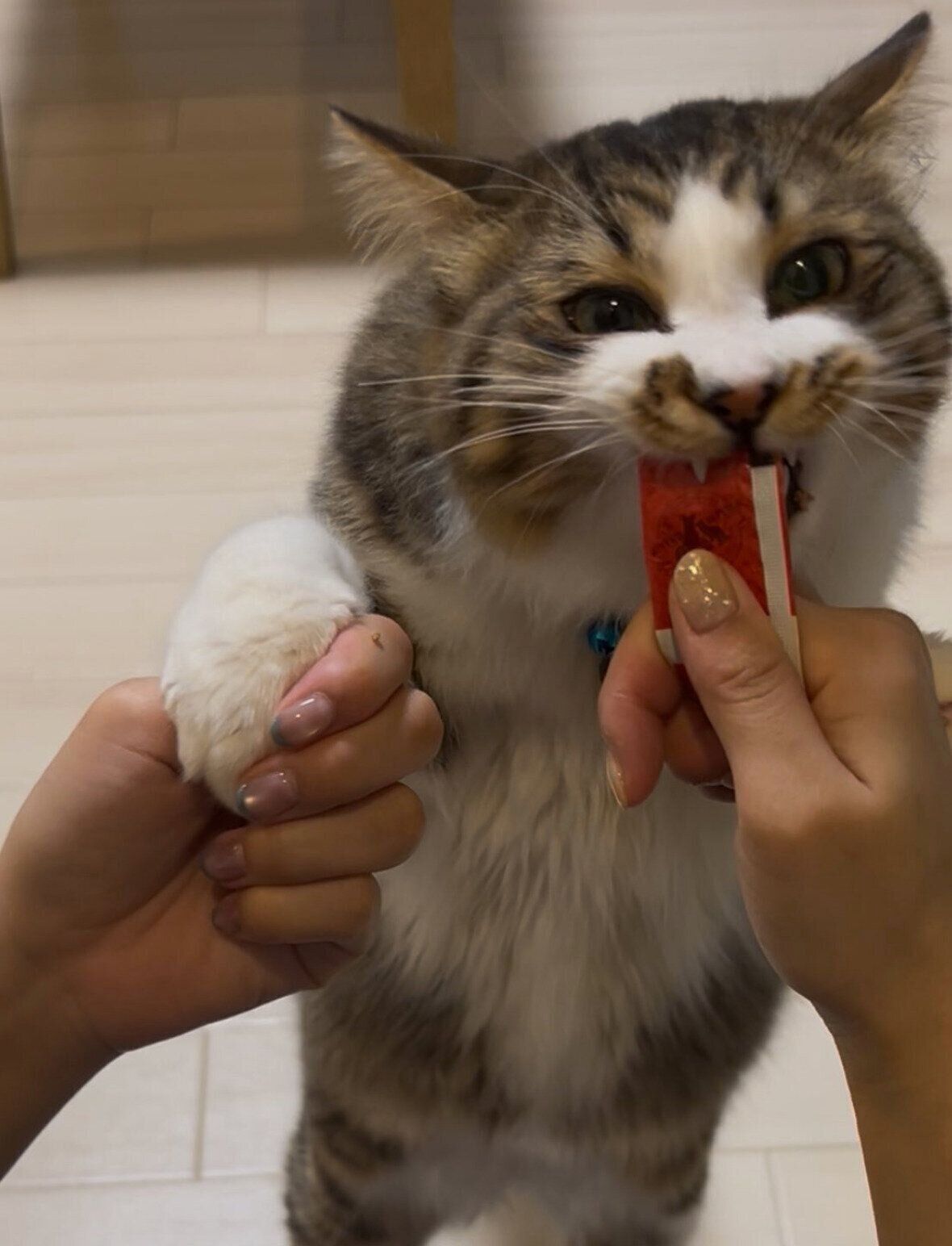 オヤツを食べるほたてくん