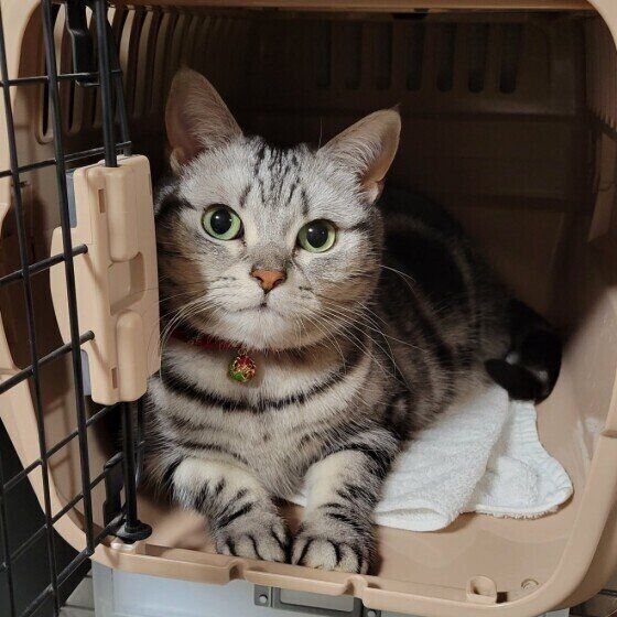 アメリカンショートヘアのみーちゃん♪