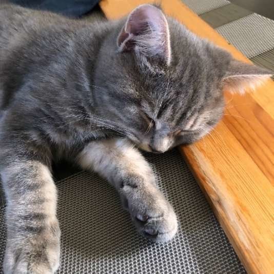 寝落ちするアメリカンショートヘア