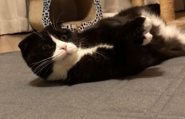 またたびで酔う猫