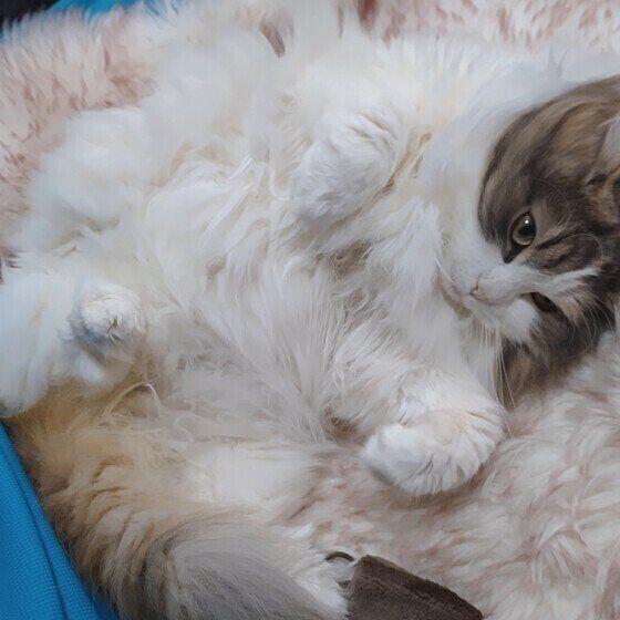 みーこ ノルウェージアンフォレストキャットゴロゴロ