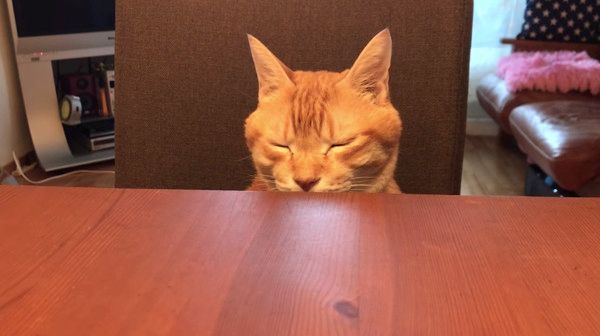 イスに座る猫