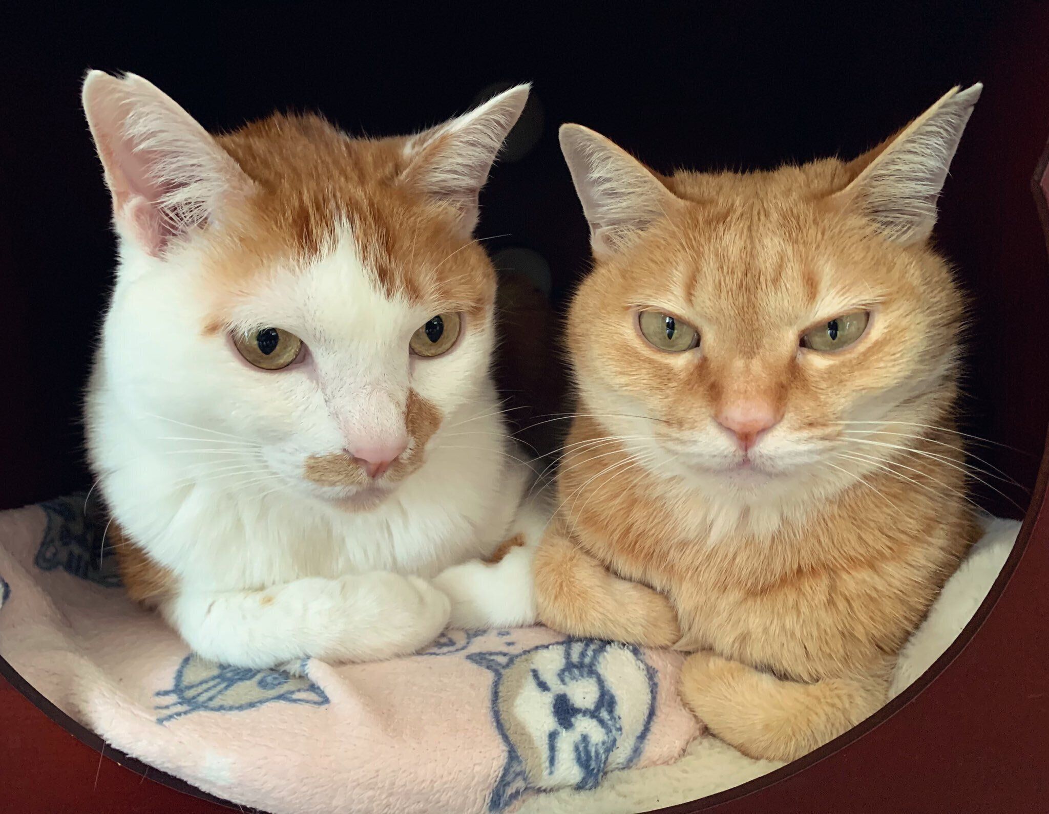 まったりするむぎちゃん、こてつくん