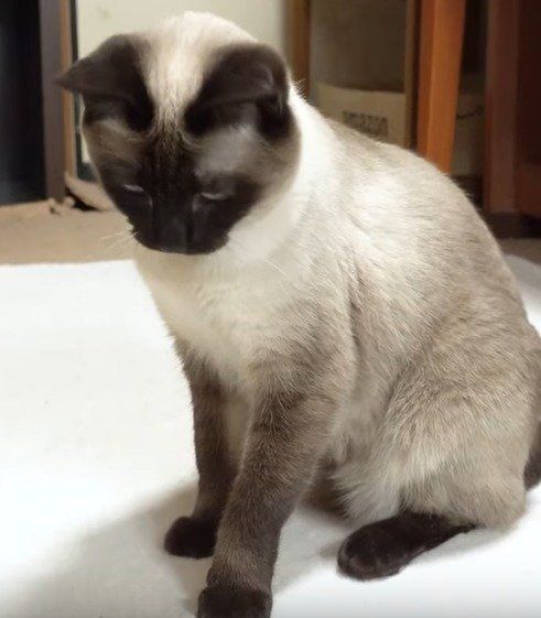 遊んでほしい、わらびちゃん