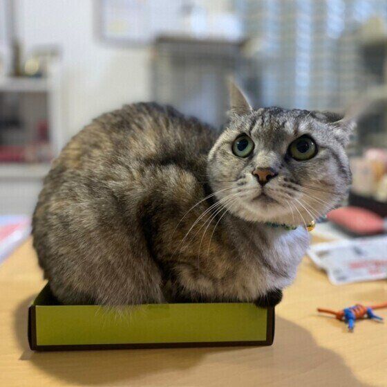 箱に入る猫