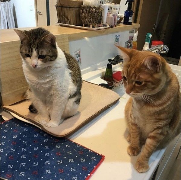 食べ物を見つめるニャンコ