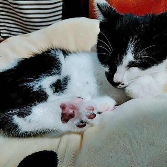 頬づえをついて眠る千一くん