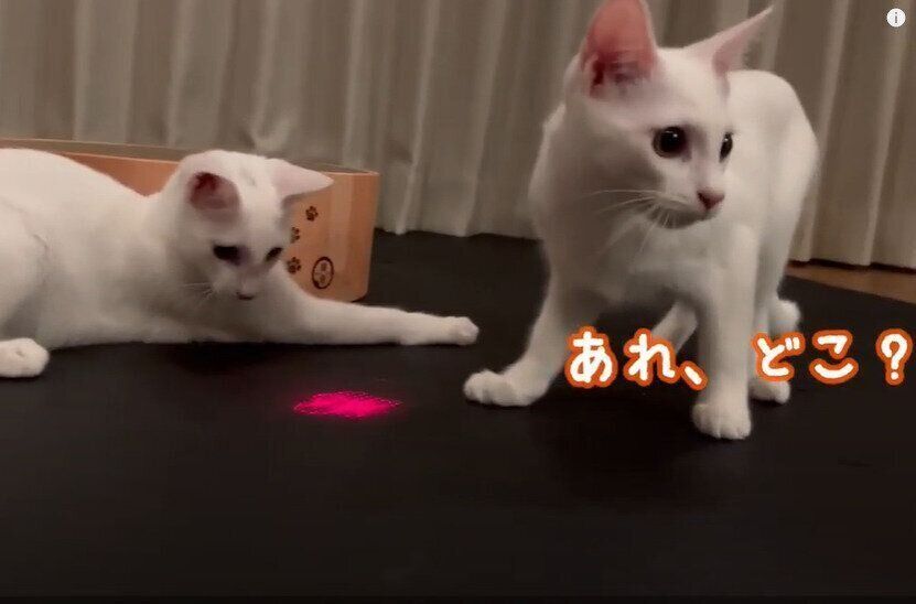 ねこのきもちCHANNEL/いぬねこライター動画部