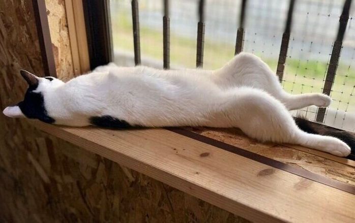 窓際で伸びて眠るおだんごちゃん