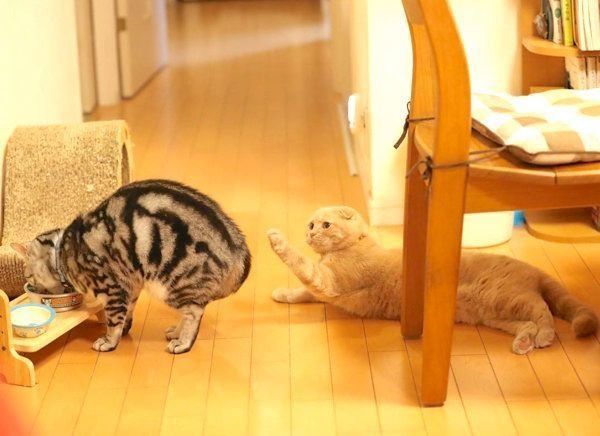 仲良しなアメリカンショートヘアとスコティッシュフォールド