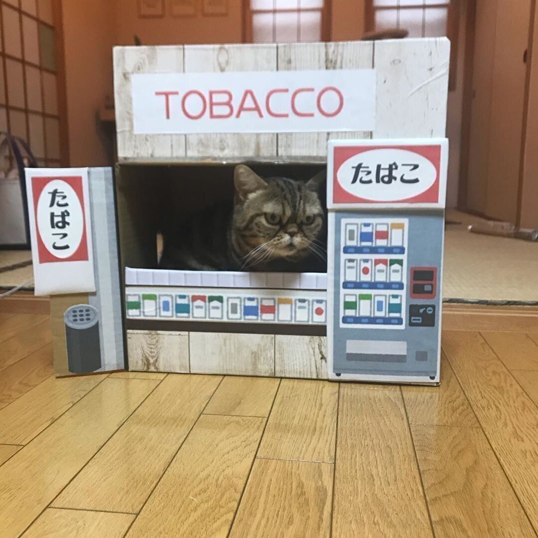 段ボールの猫ハウスに入る猫（アメリカンショートヘア、メス）