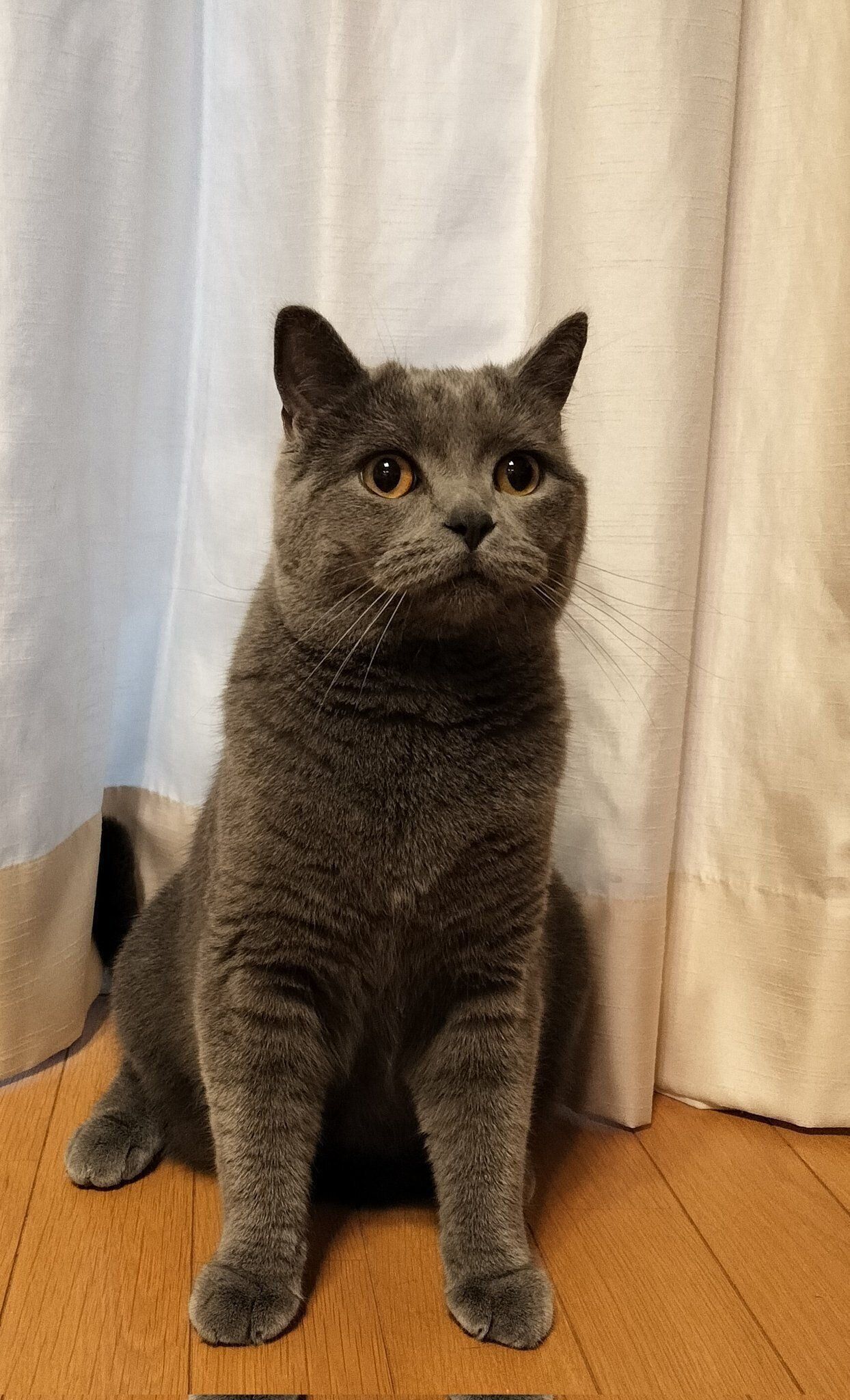 1才のブリティッシュショートヘア