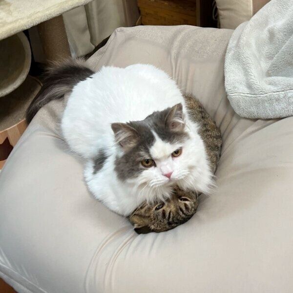 まつたけちゃんの上に乗るおすしくん