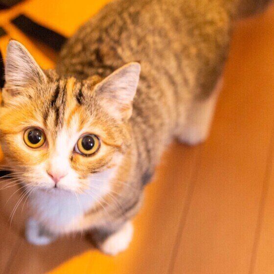 見つめるマンチカン