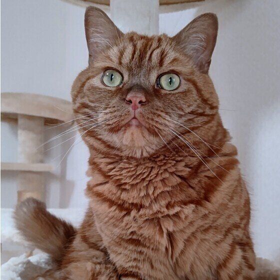 じっと見つめるアメリカンショートヘア