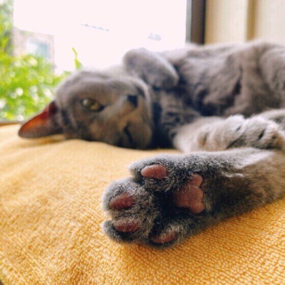 寝転がるロシアンブルーの女の子