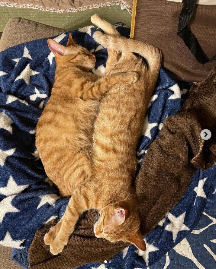 仲良く眠る猫の姉妹