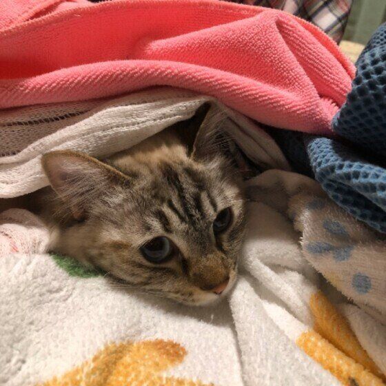 洗濯物の中に隠れる猫