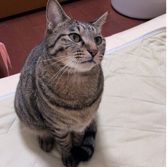 MIXのトラジロウくん