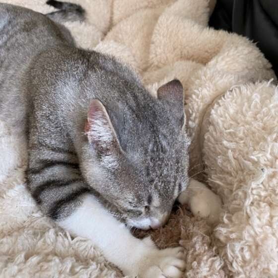 毛布にふみふみサバトラのチョビちゃん