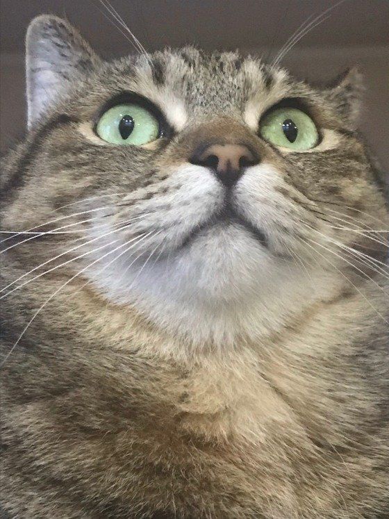 キジトラのぷぅくん