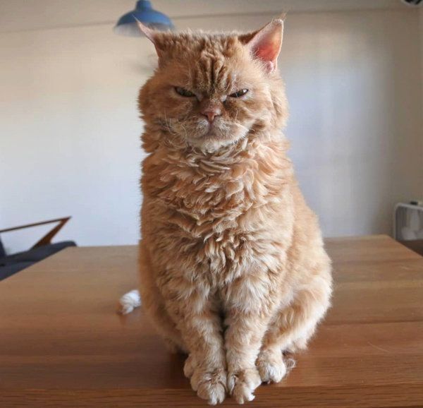 セルカークレックスのチーズちゃん