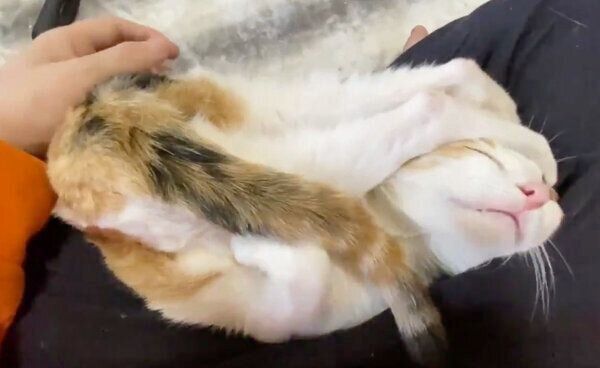 とんでもない体勢で甘える翡文くん