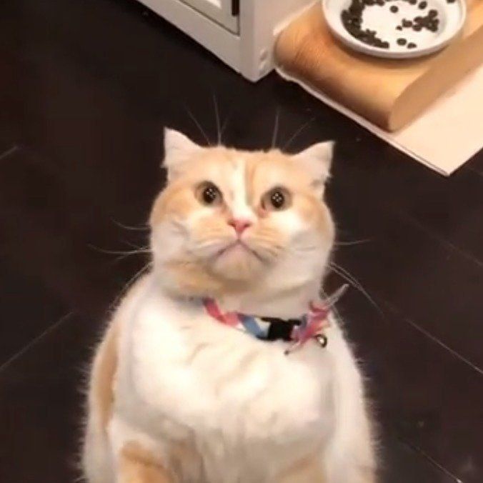 おもちゃを見るスコティッシュフォールド