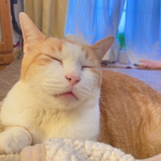 Mix（茶×白）のタロくん♪