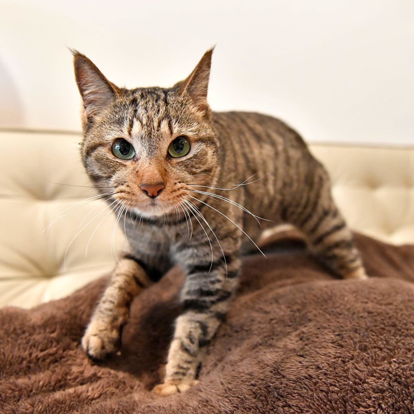 ふみふみしない猫もいる 猫の ふみふみ のナゾを徹底解剖してみた ねこのきもちweb Magazine ふみふみしない猫もいる 猫の ふみふみ のナゾを徹底解剖してみた ねこのきもちweb Magazine