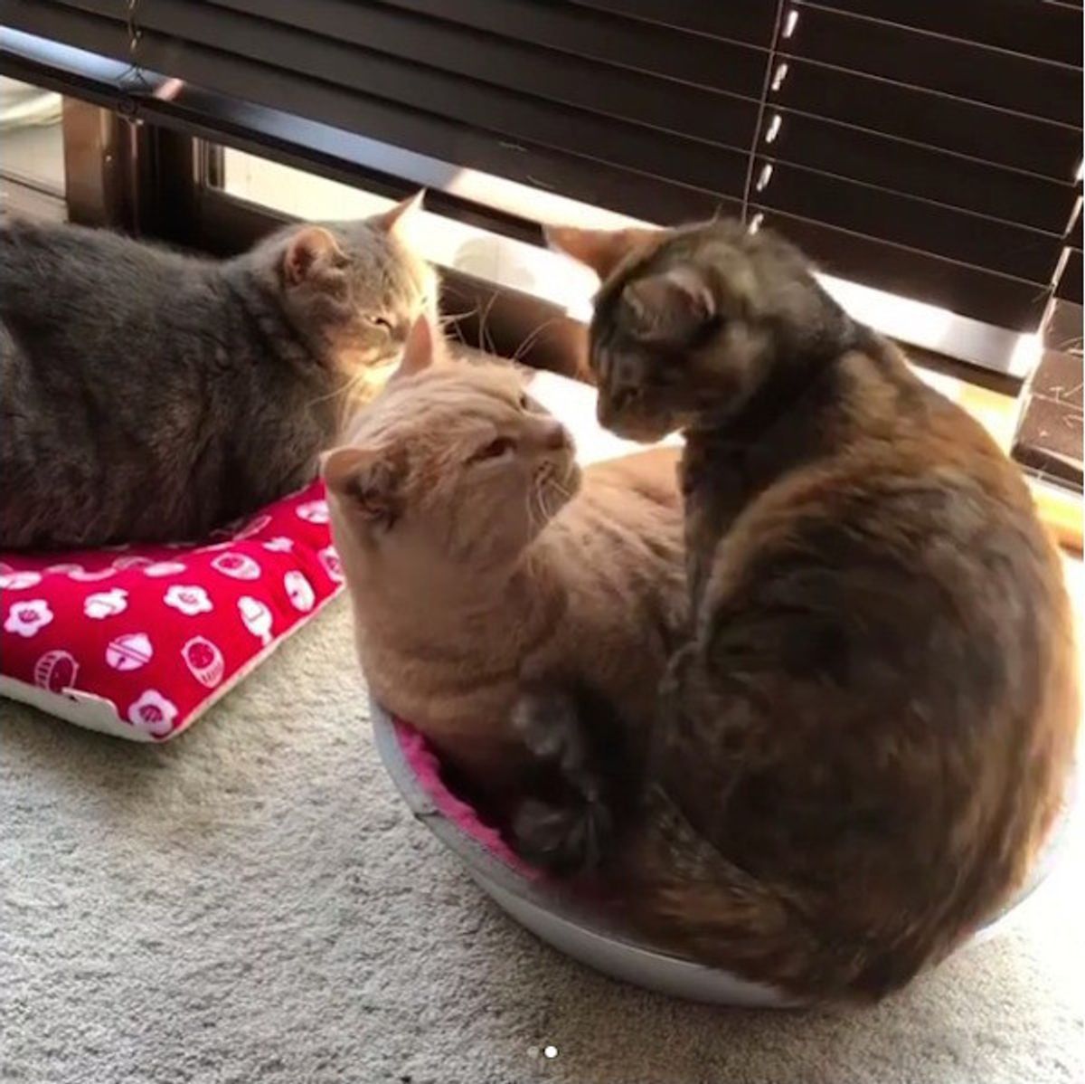 失礼するにゃ イチャイチャ毛づくろいからの 猫鍋 完成 ねこのきもちweb Magazine 失礼するにゃ イチャイチャ毛づくろいからの 猫鍋 完成 ねこのきもちweb Magazine