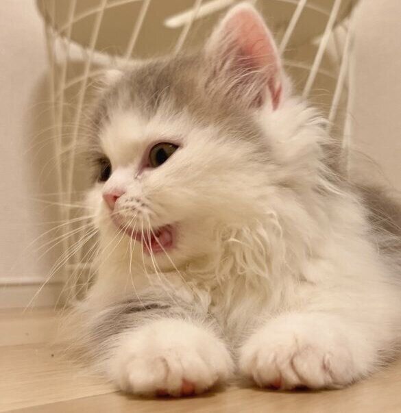 部屋で遊んでいたイヴちゃん