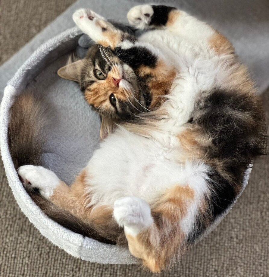 爪とぎ器に寝転がる美美ちゃん