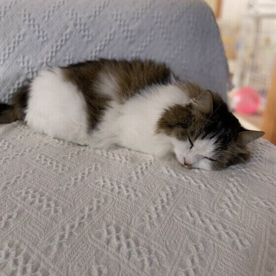 マンチカン・ロングヘア　福太郎