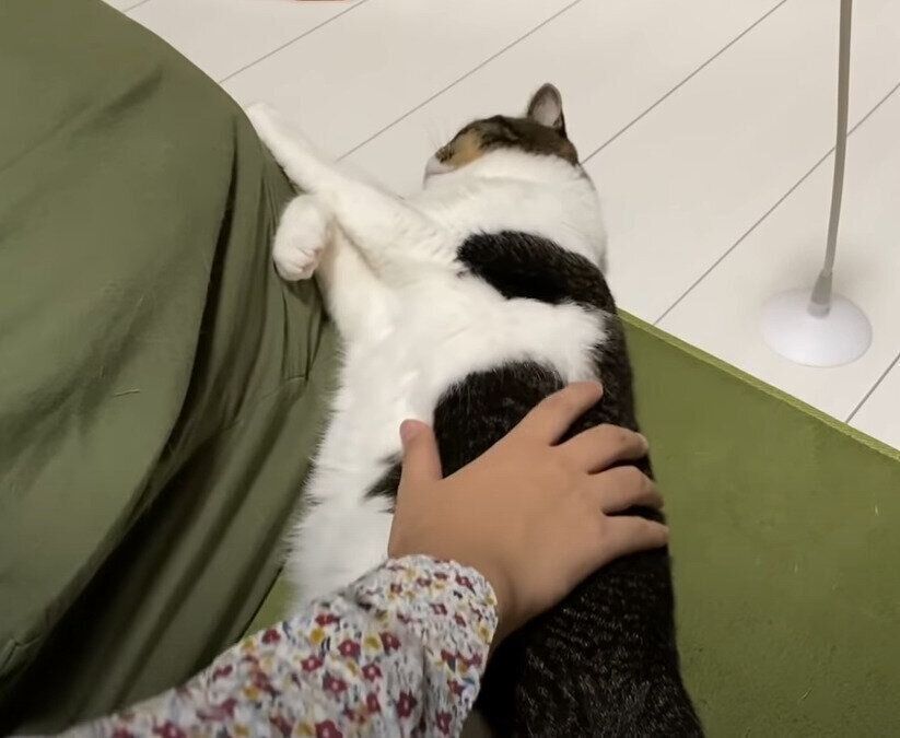 触られる猫