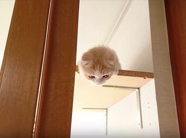 ぴゃぁ〜と鳴くにゃんこ