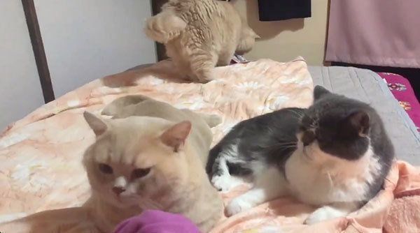 ベッドに集まる猫たち