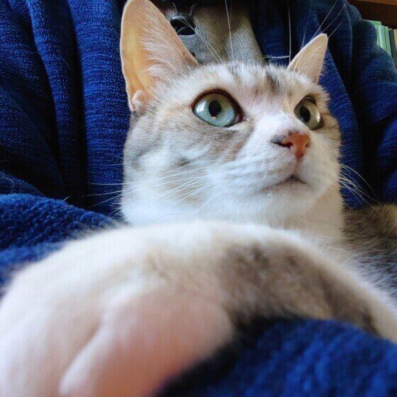 抱っこされるサバトラ猫