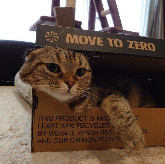 箱にぴったり収まるスコティッシュフォールド