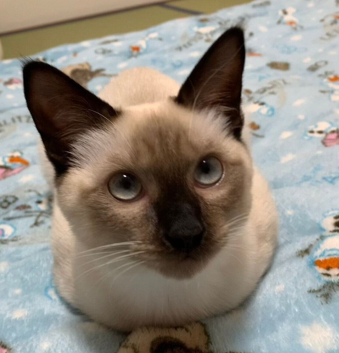 「おててないない」状態の蘭丸くん