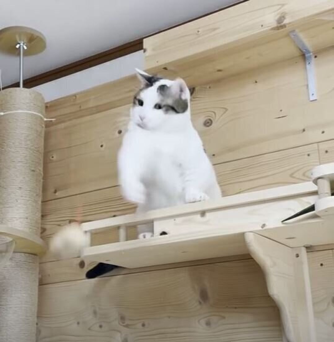 驚きの運動神経を持つ猫 百発百中でおもちゃをキャッチ アタックしまくる ねこのきもちweb Magazine 驚きの運動神経を持つ猫 百発百中でおもちゃをキャッチ アタックしまくる ねこのきもちweb Magazine